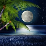 Logo of Tropical Night Live Wallpaper android Application 